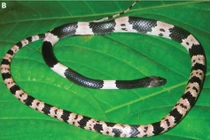 Phát hiện loài rắn mới Lycodon calcarophilus trong rừng đá vôi Việt Nam