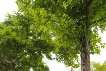 Loài cây độc lạ, lá ăn cực ngon, Hà Nội trồng nhiều