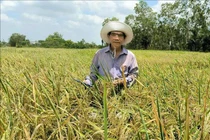Xin nghỉ hưu sớm, về ruộng tạo gạo ngon nhất hành tinh