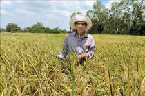 Xin nghỉ hưu sớm, về ruộng tạo gạo ngon nhất hành tinh