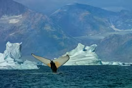 Hàng nghìn cá voi đổ về Greenland, Bắc Cực đang thay đổi?