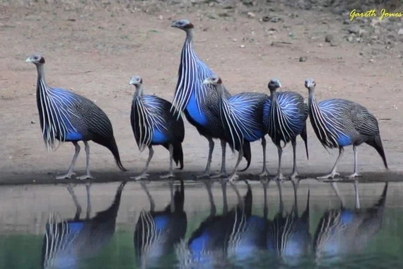 Khám phá loài gà sao kền kền lớn nhất châu Phi