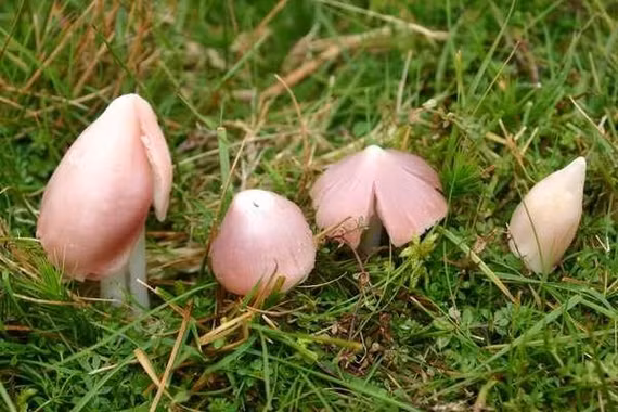 Chiêm ngưỡng loài nấm màu hồng trông như bước ra từ truyện cổ tích