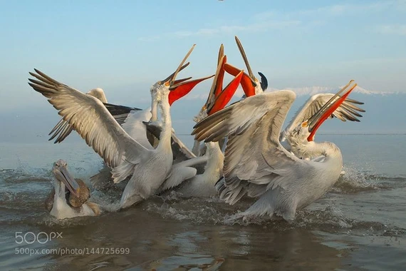 Tập tính săn mồi độc đáo của loài chim có mỏ dị nhất thế giới