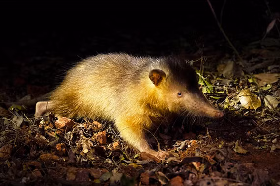 Chuột chù răng ống, hóa thạch sống cổ xưa đứng trước nguy cơ tuyệt chủng