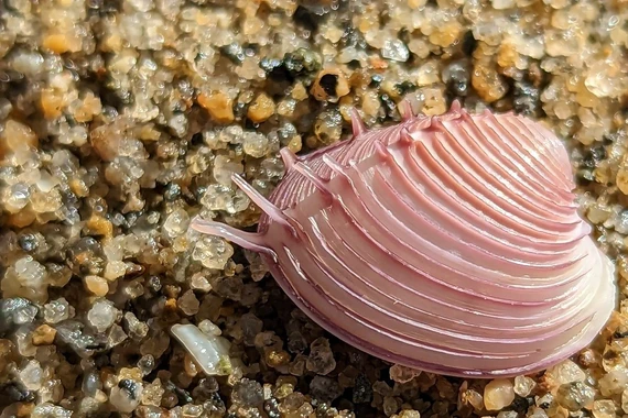 Ngao vệ nữ gai lược: vẻ đẹp thần thoại và vai trò sinh thái quan trọng