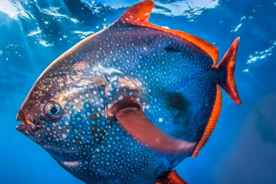 Cá mặt trăng vây đỏ, loài cá 'máu nóng' hiếm hoi của đại dương