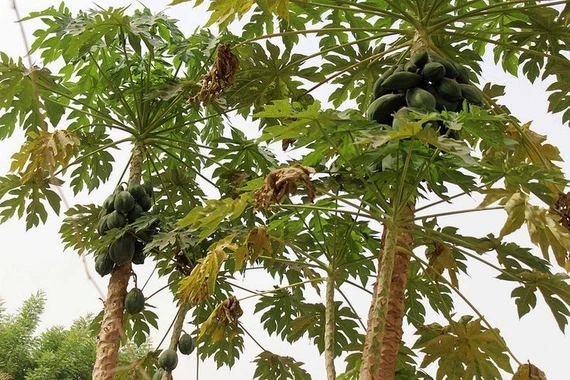 Giải mã điều thú vị về cây đu đủ dưới góc nhìn khoa học