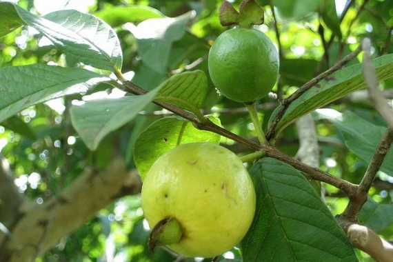 Sự thật ít biết về cây ổi, loài cây nhiệt đới giàu giá trị