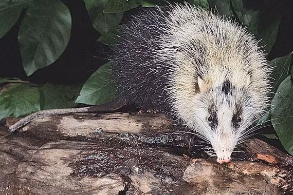 Loài nhím không gai độc đáo tại rừng nhiệt đới Đông Nam Á