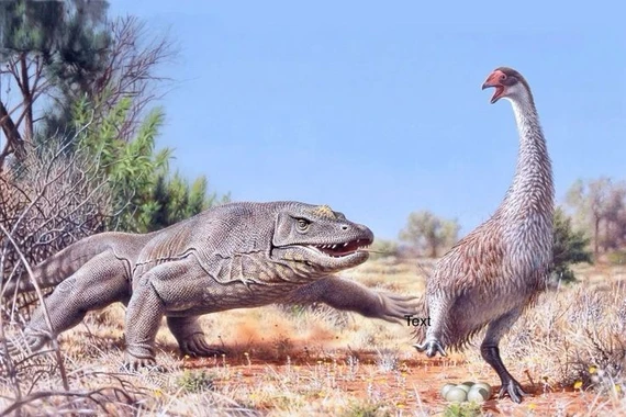 Kỳ đà khổng lồ thời tiền sử Australia: Loài thằn lằn lớn nhất từng biết