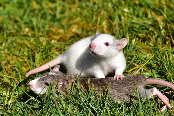 Bí mật phía sau loài động vật được nghiên cứu nhiều nhất thế giới 