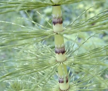 Loài cây từng cao hàng chục mét thời tiền sử, nay thu nhỏ thành 'cỏ dại'