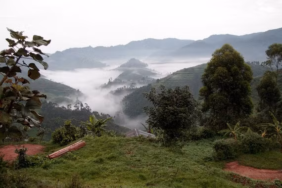 Khám phá khu rừng cổ xưa nhất châu Phi, 'mái nhà' của khỉ đột núi