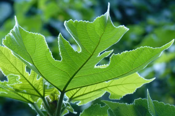 Loài cây biến vỏ thành giấy, bí mật 2.000 năm của dướng giấy