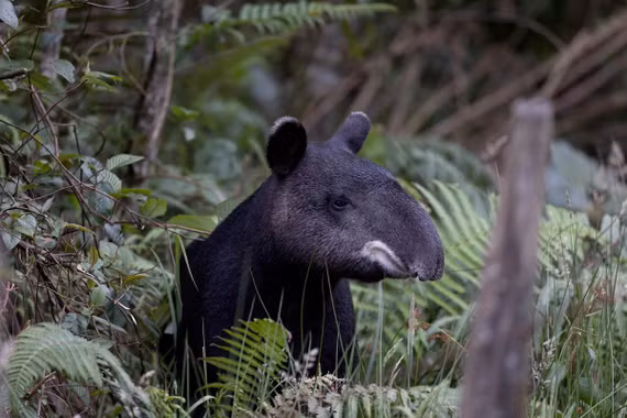 Loài thú có vòi kỳ dị sống trên đỉnh núi cao hơn 4.000 mét