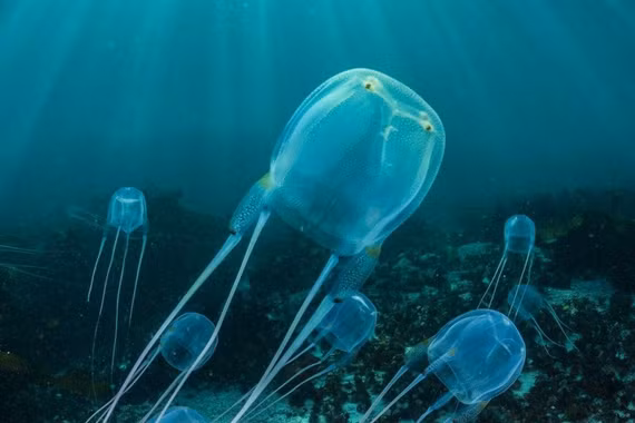 Sứa hộp đẹp mong manh, ẩn chứa nọc độc chết người