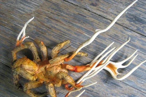 Sự thật về loài nấm quý như vàng