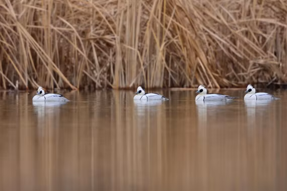 Bí ẩn vịt mào trắng, chim non 'nhảy dù' từ tổ trên cây cao