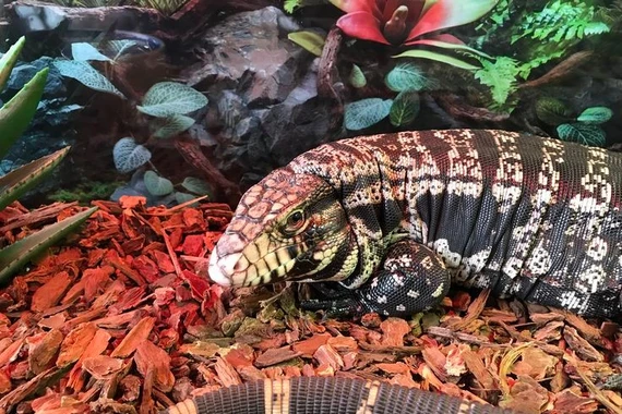 Khám phá loài thằn lằn tegu đỏ lớn nhất Nam Mỹ