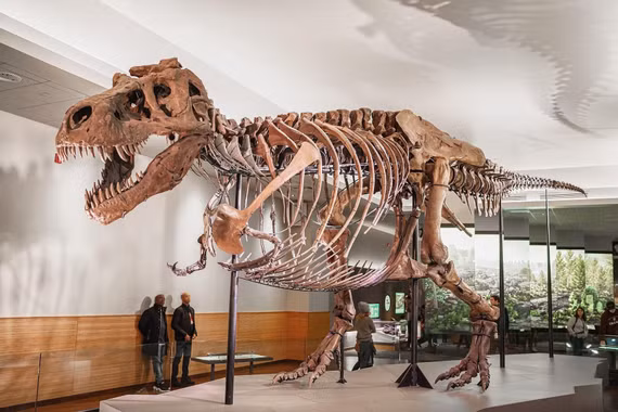 T. rex đấu Triceratops: Ai chiến thắng 66 triệu năm trước?