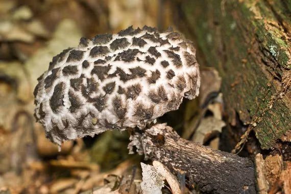 Loài nấm mang tên thú vị, vẻ ngoài cực dị, có thể ăn được