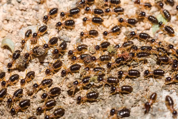 Loài côn trùng nhỏ bé với 'kỹ thuật xây dựng' bậc thầy