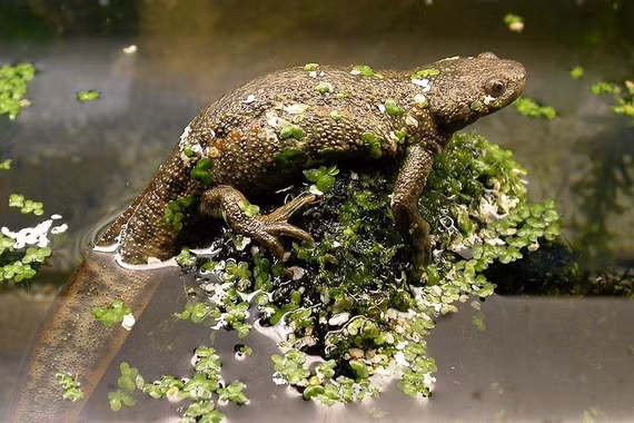 Bí ẩn loài sa giông có thể biến xương thành vũ khí