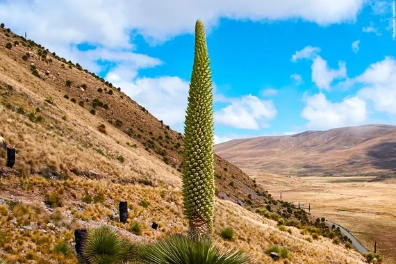 Loài dứa lớn nhất thế giới: Dứa nữ hoàng Andes kỳ vĩ