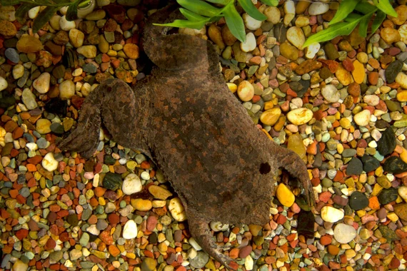 Độc đáo cóc Surinam sinh con trên lưng, nhìn sởn gai ốc