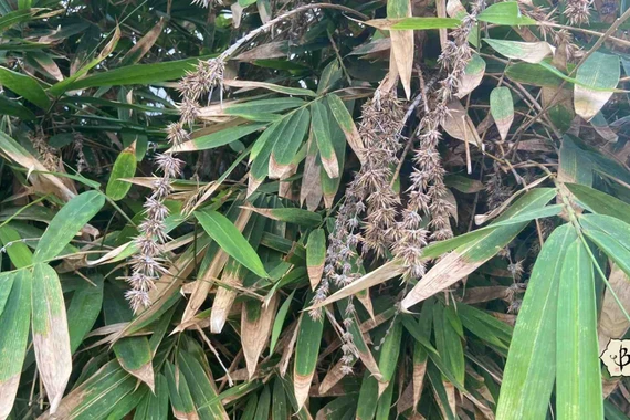 Hiện tượng tre ra hoa: bí ẩn sinh học và ý nghĩa thực sự