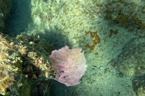 Vẻ đẹp kỳ diệu của quạt biển trong lòng đại dương