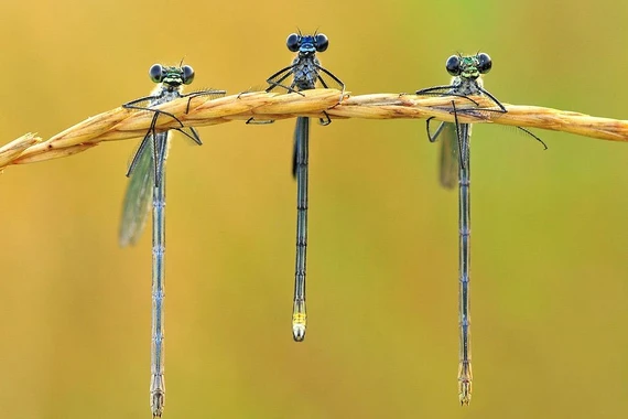 Tiết lộ lý thú về chuồn chuồn kim 