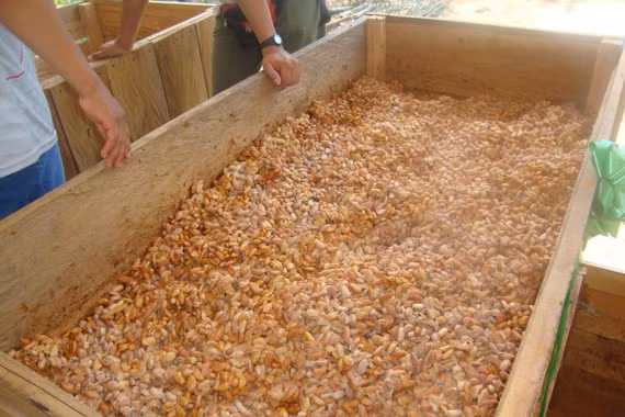 Cây cacao - thức ăn của các vị thần và hành trình tạo ra chocolate