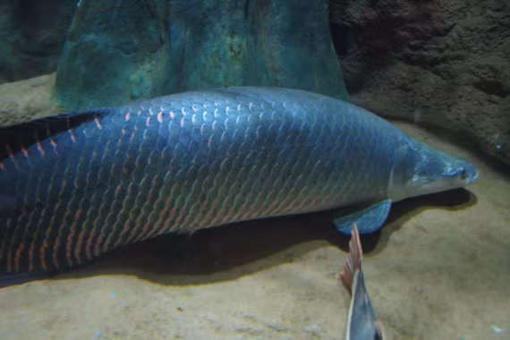 Sự thật về cá hải tượng long, 'thủy quái Amazon' khổng lồ