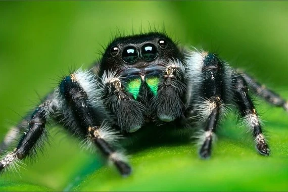 Khám phá loài nhện nhảy: chiến binh nhỏ với khả năng phi thường