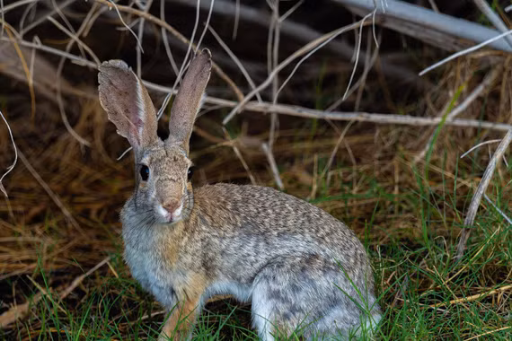 Nhìn như linh dương, hóa ra là thỏ chạy nhanh 60 km/h
