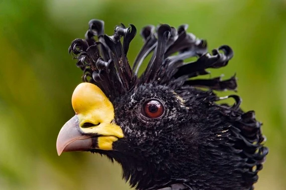 Cận cảnh loài gà rừng khổng lồ kỳ dị chỉ sống trong rừng rậm Nam Mỹ 