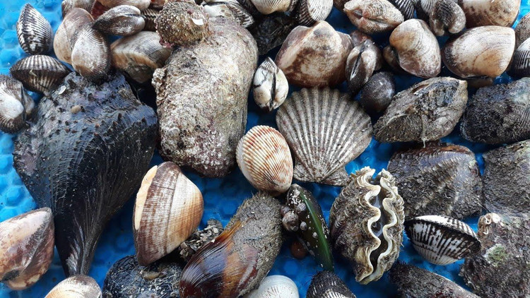 Các loại sò biển có chứa hàm lượng kẽm dồi dào