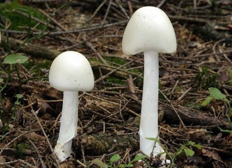 Nấm độc tán trắng (Amanita verna). Ảnh:VOV