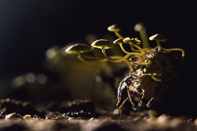 Trong hang cũng có những loài động, thực vật độc đáo như nấm, côn trùng... Ảnh Ngô Trần Hải An