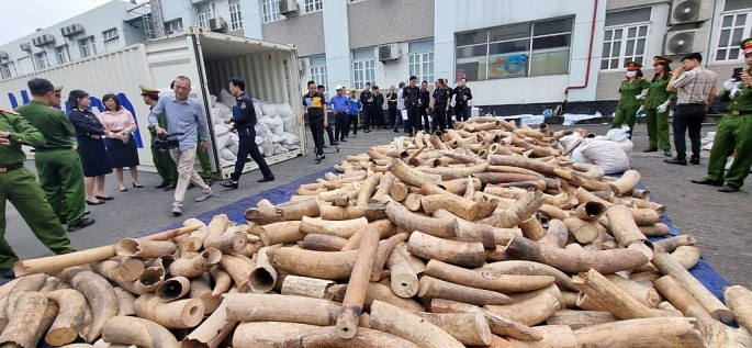 Lực lượng chức năng tiến hành khám xét, kiểm đếm số lượng ngà voi. Ảnh phapluatxahoikinhtedothi