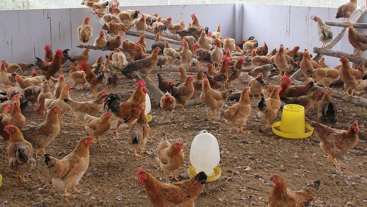 VIPA khuyến cáo không tiêu thụ sản phẩm gia cầm không rõ nguồn gốc. Ảnh: minh họa VIPA khuyến cáo không tiêu thụ sản phẩm gia cầm không rõ nguồn gốc. Ảnh: minh họa