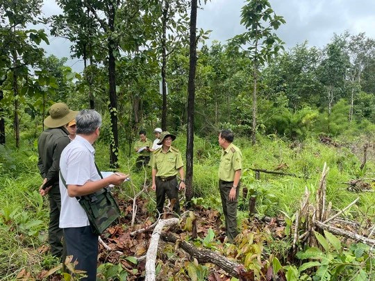 Hơn 360 ha rừng bị phá, lấn chiếm trong lâm phận Công ty TNHH Lâm nghiệp Buôn Ja Wầm.