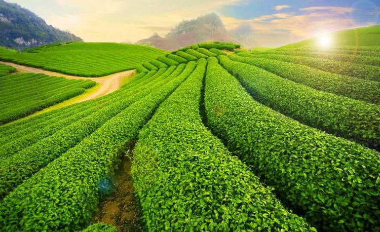 Khí hậu chính là món quà quý giá và tuyệt vời nhất mà thiên nhiên đã ban tặng cho Mộc Châu. Cái se lạnh trong làn sương mù dày đặc cùng với cảnh quan kỳ vĩ, những đồi chè xanh mướt hay những ngôi làng xinh xắn ven đường chính là nét đẹp độc đáo khiến du khách phải mê mẩn khi tới đây. Ảnh mocchau24h