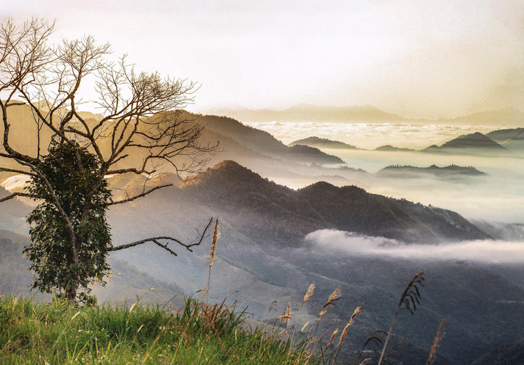 Bà Thái Hương ấp ủ bảo tồn và phát triển thảo dược Việt, mở đầu là dưới những tán rừng tại Mường Lống – Nghệ An.