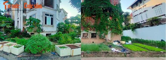 Những luống rau xanh tươi trở thành nguồn thực phẩm sạch cho những hộ dân ít ỏi tại đây.