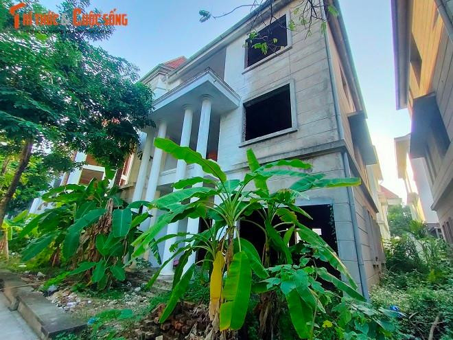 Hay biến thành những vườn chuối xum xuê, xanh tốt.