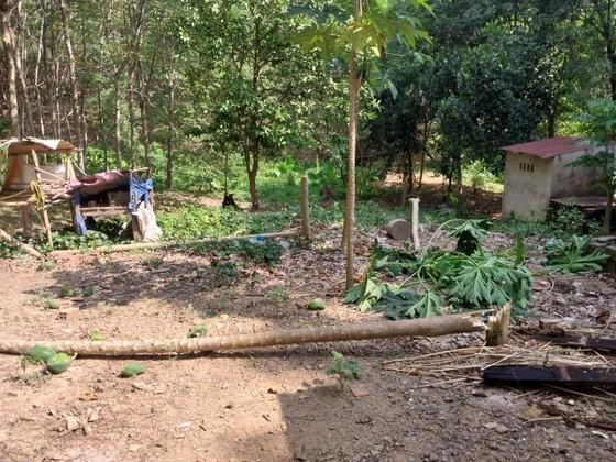 Những cây đu đủ trong vườn nhà một hộ dân đã bị voi quật đổ. Ảnh dantri