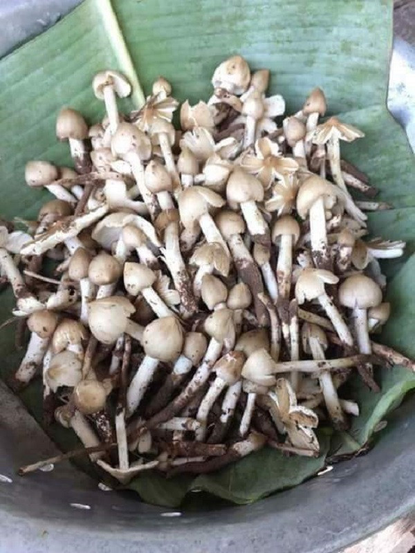 Nấm mối đầu mùa được thu hoạch ở các tỉnh miền Nam.